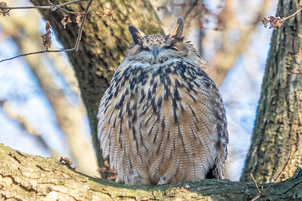 Why Baiting Owls Is Not the Same as Feeding Backyard Birds