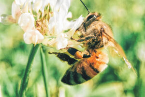 Now is the time to focus on bee diversity!