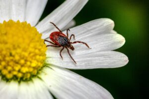 Five Things To Know To Prevent And Treat Tick Bites