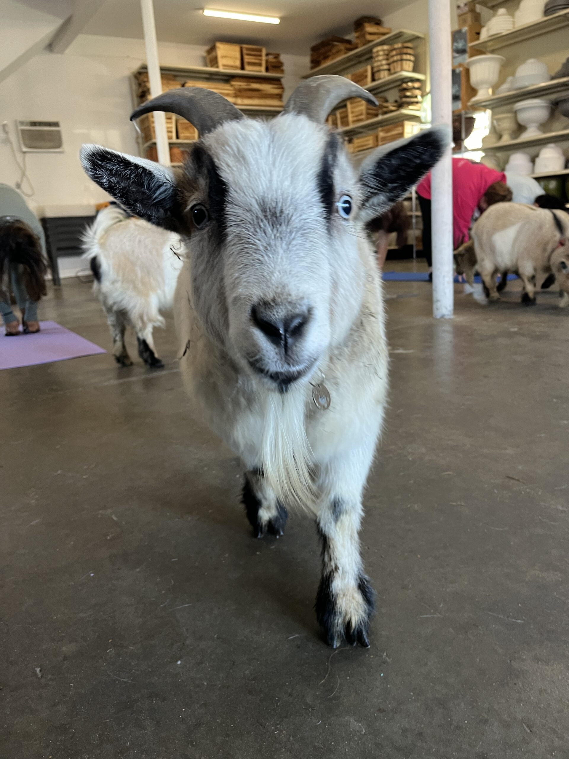 Goat yoga unites fitness and fun – Anton Media Group