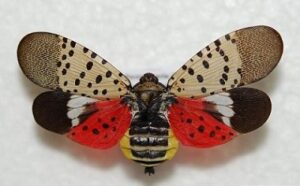 State initiatives to combat invasive spotted lanternflies