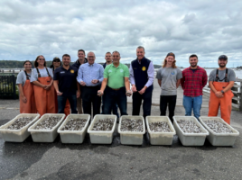 Town adds 6 million baby clam and oyster seeds to Oyster Bay Harbor